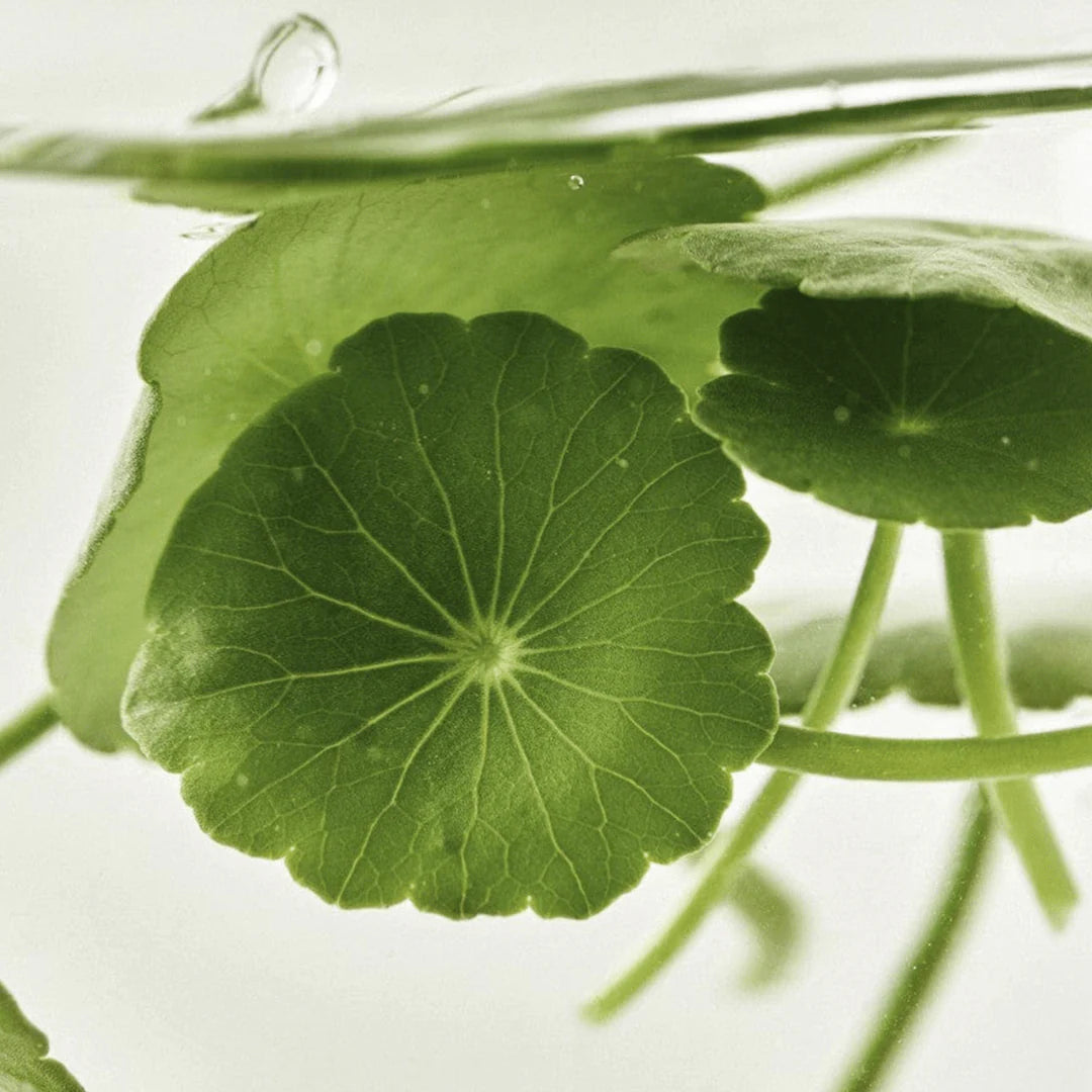 Beauty of Joseon Light On Serum Centella + Vita C 30ml